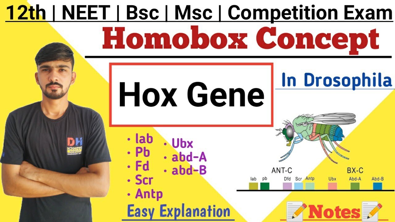 Homobox Concept || Hox Gene In Drosophila || Homeotic Gene || Hox Gene || By Dadhich Sir