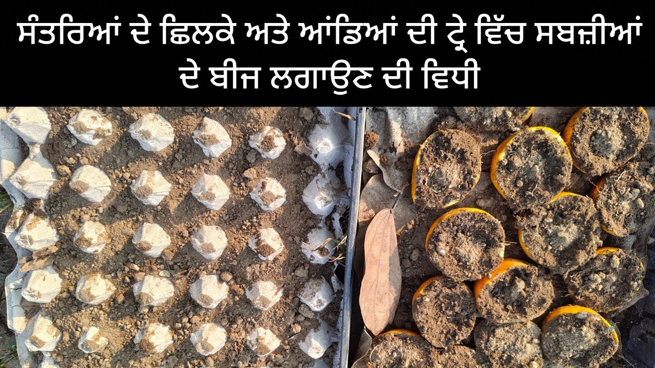 ਸੰਤਰੇ ਦੇ ਛਿਲਕੇ ਅਤੇ ਆਂਡਿਆਂ ਵਾਲੀ ਟ੍ਰੇ ਵਿੱਚ ਸਬਜ਼ੀ ਦੇ ਬੀਜ਼ ਲਗਾ ਸਕਦੇ ਹੋ 
