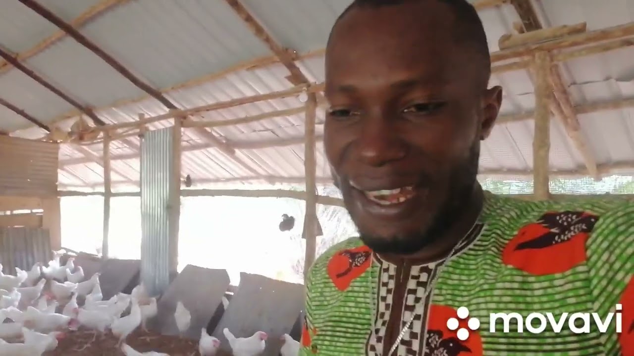 Ferme : Elevage de poules pondeuses au Togo