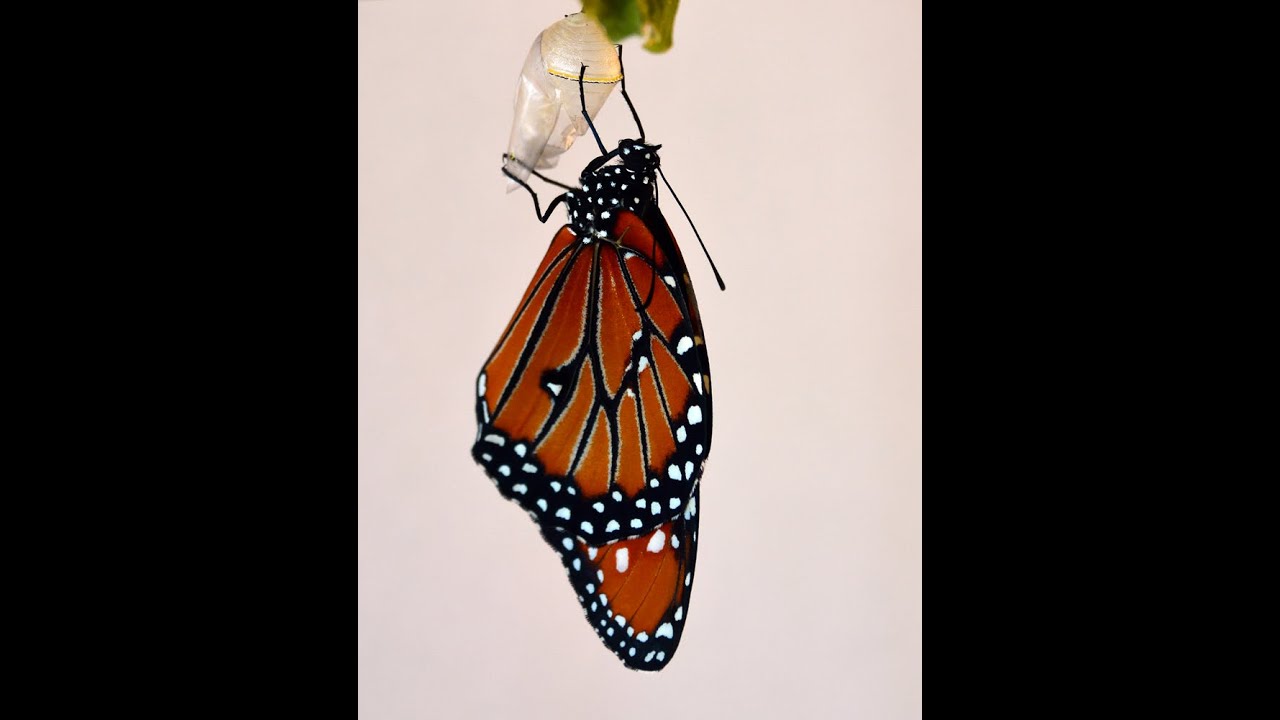 Queen Butterfly Caterpillar Metamorphosis
