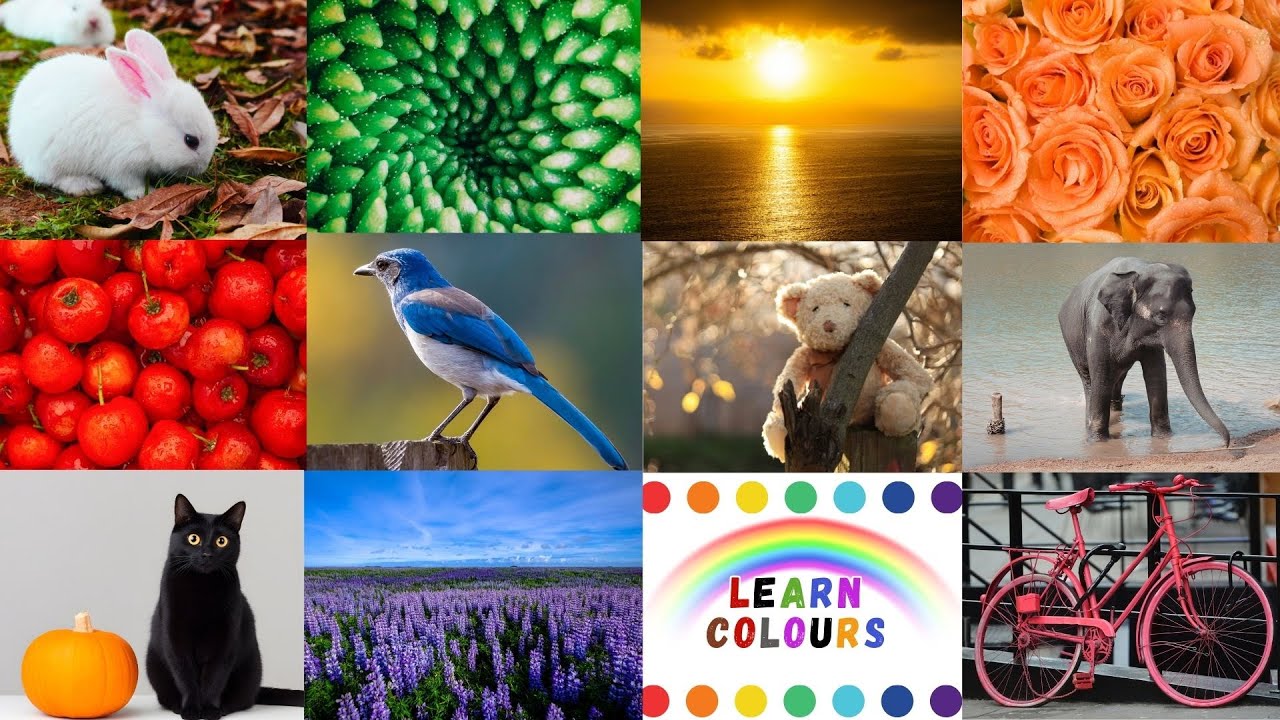 We Love All the Colors |12 English Colors  kids |Preschool Learning Song |Nursery Rhymes & Kids Song