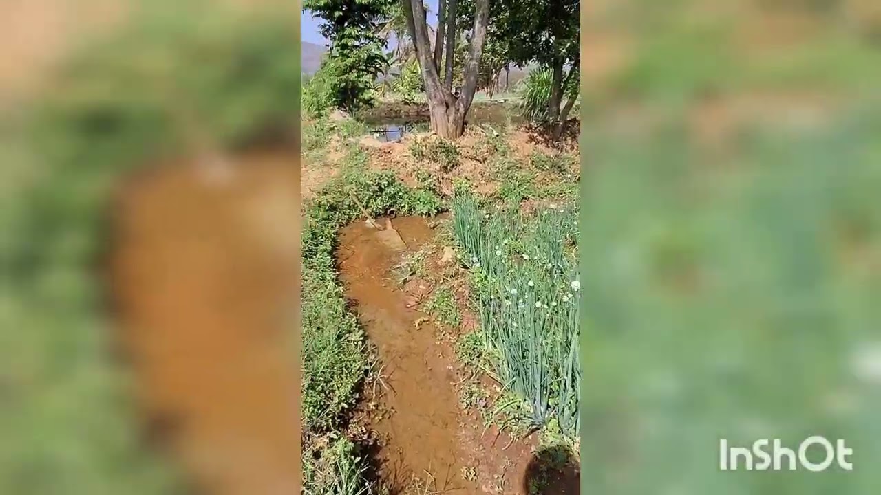 #ಈರುಳ್ಳಿ