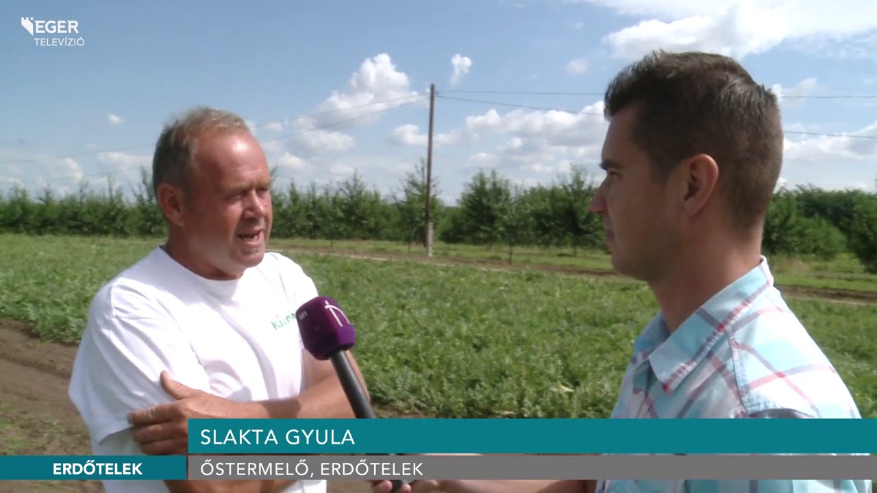 Be&eacute;rett a magyar dinnye - 2019.07.12.