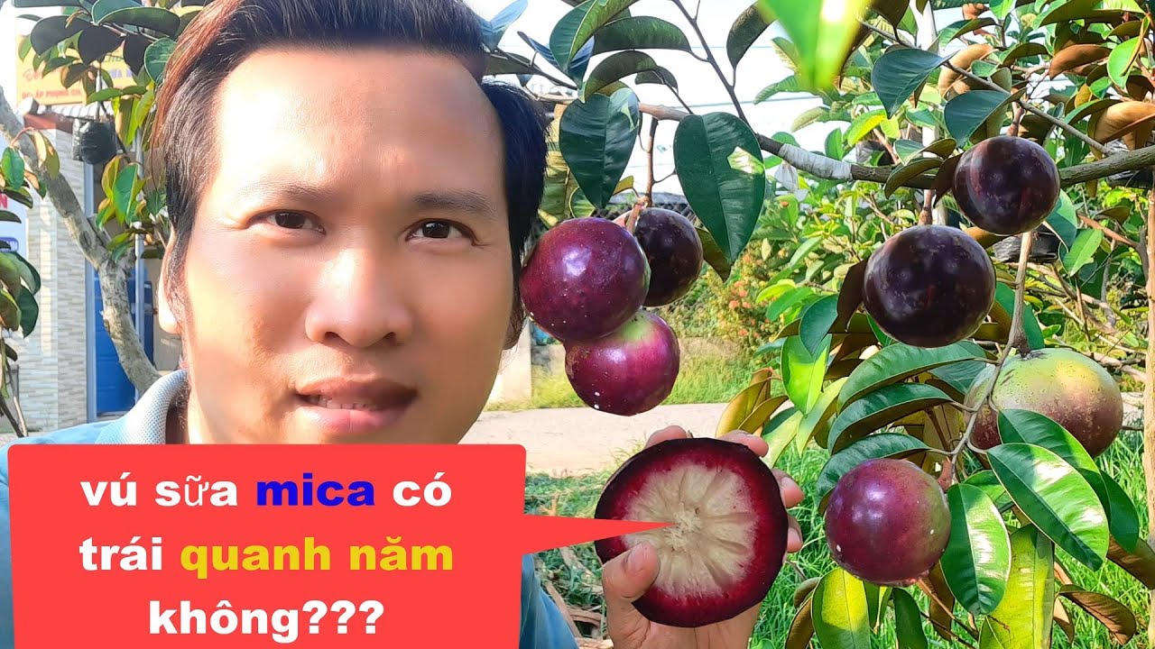 Cây vú sữa MICA có trái quanh năm không ??? 