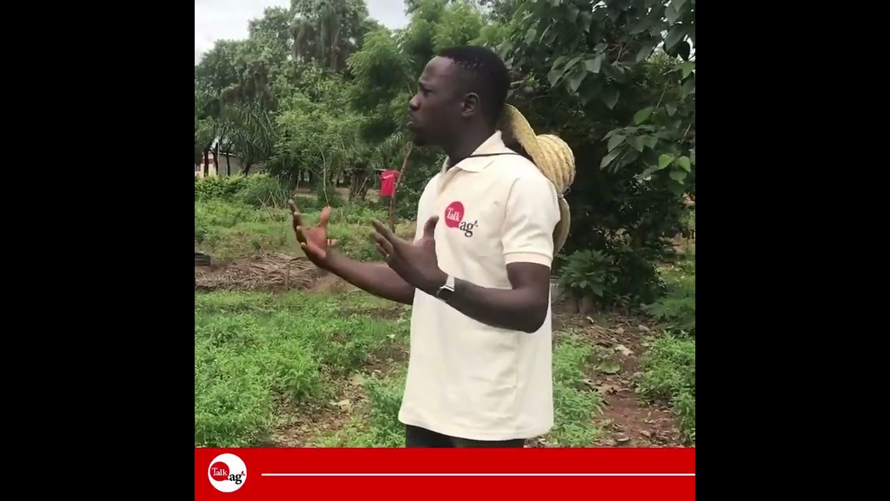 Tout savoir sur le maraîchage au Bénin avec le spécialiste Hans GANDOGO #TalkAg #BéninVertServices