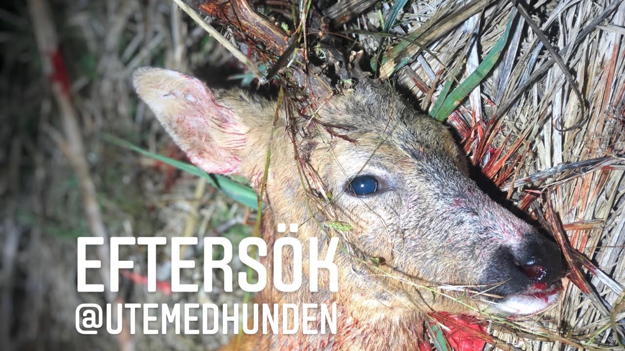Efters&ouml;k, p&aring;skjuten r&aring;bock.