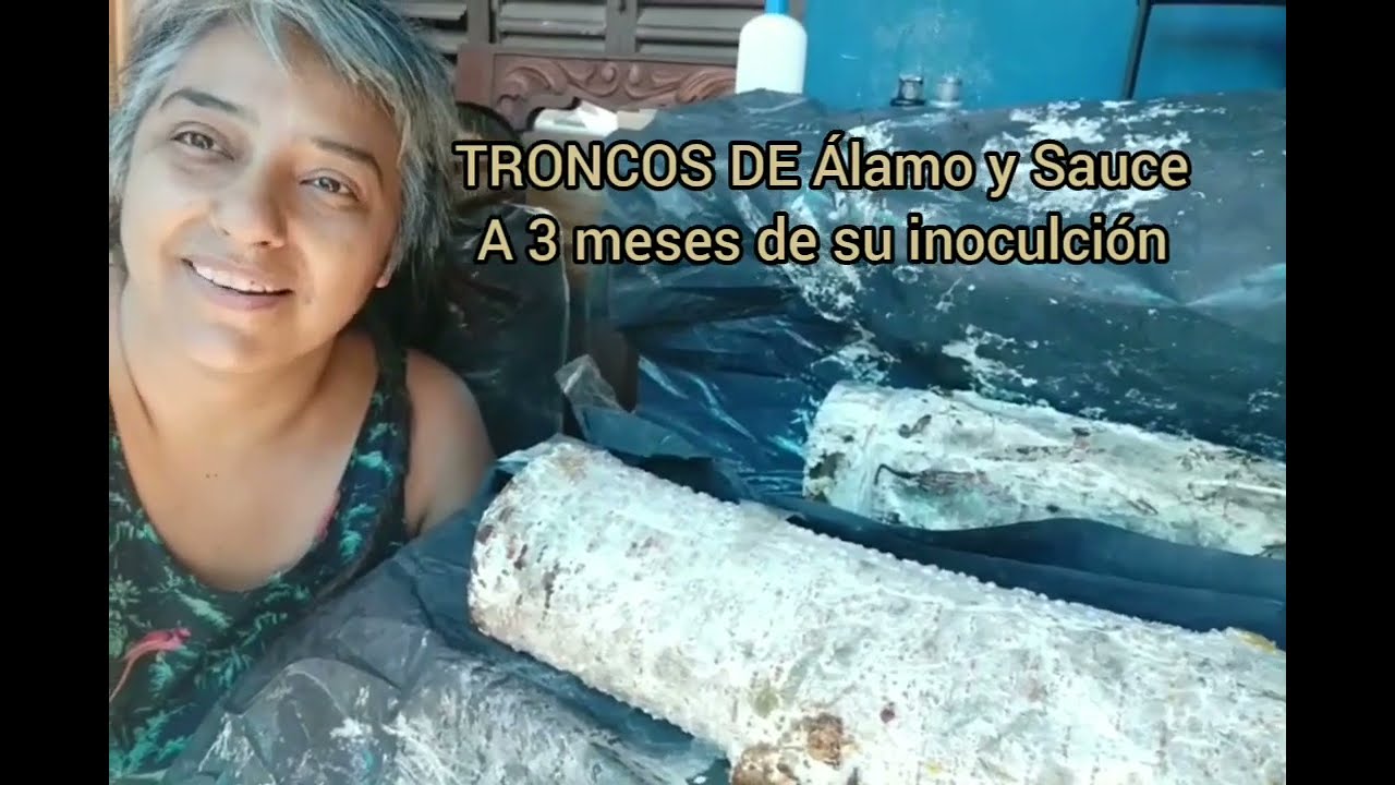 25🍄 👉 🌳HONGOS en TRONCOS: a 3 meses de su inoculación con MICELIO. Cultivar girgolas en troncos =)