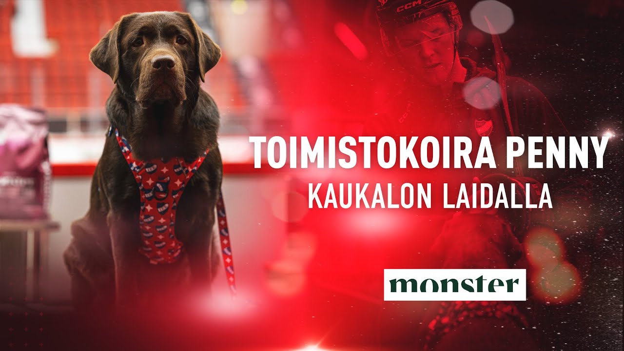 TOIMISTOKOIRA PENNY KAUKALON LAIDALLA