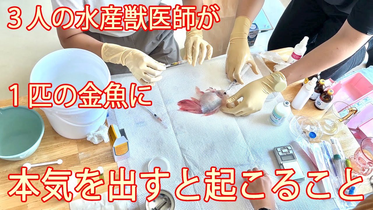 #14  泳げない金魚に起こった85日目の奇跡。