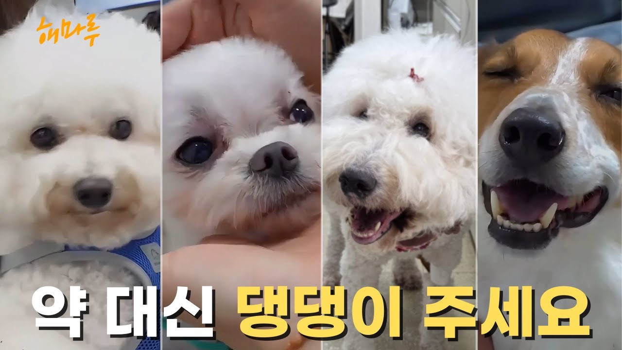 강아지와 눈이 마주치면 일어나는 일