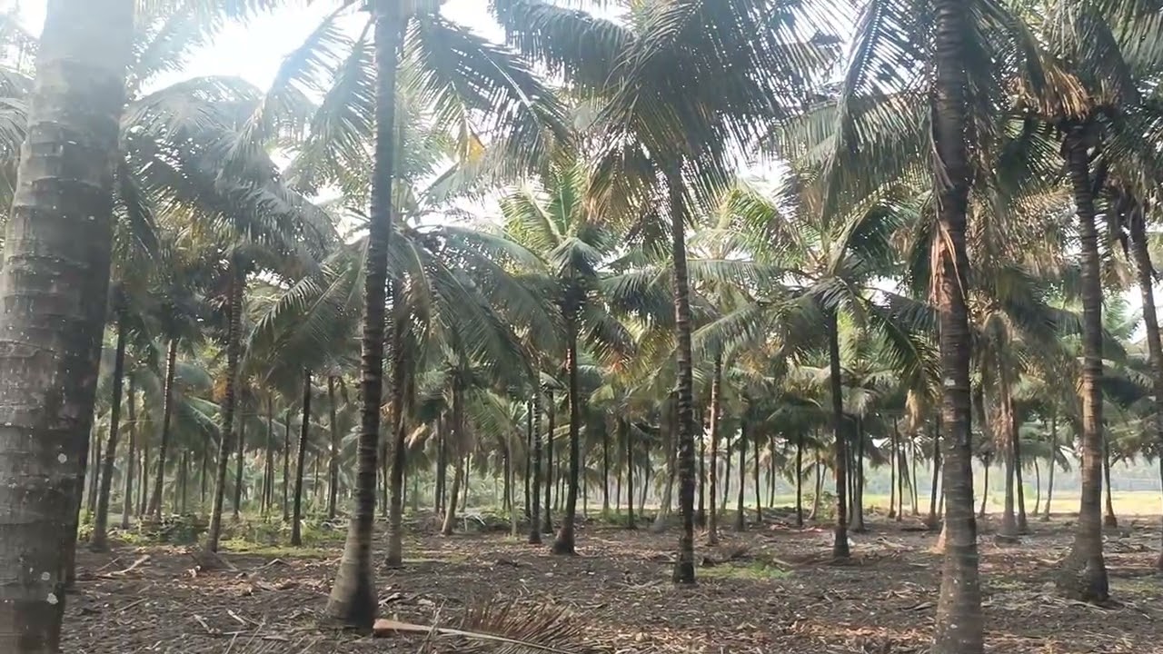 1.45 ஏக்கர் தோப்பு விற்பனை நெகமம் ஏரியா 