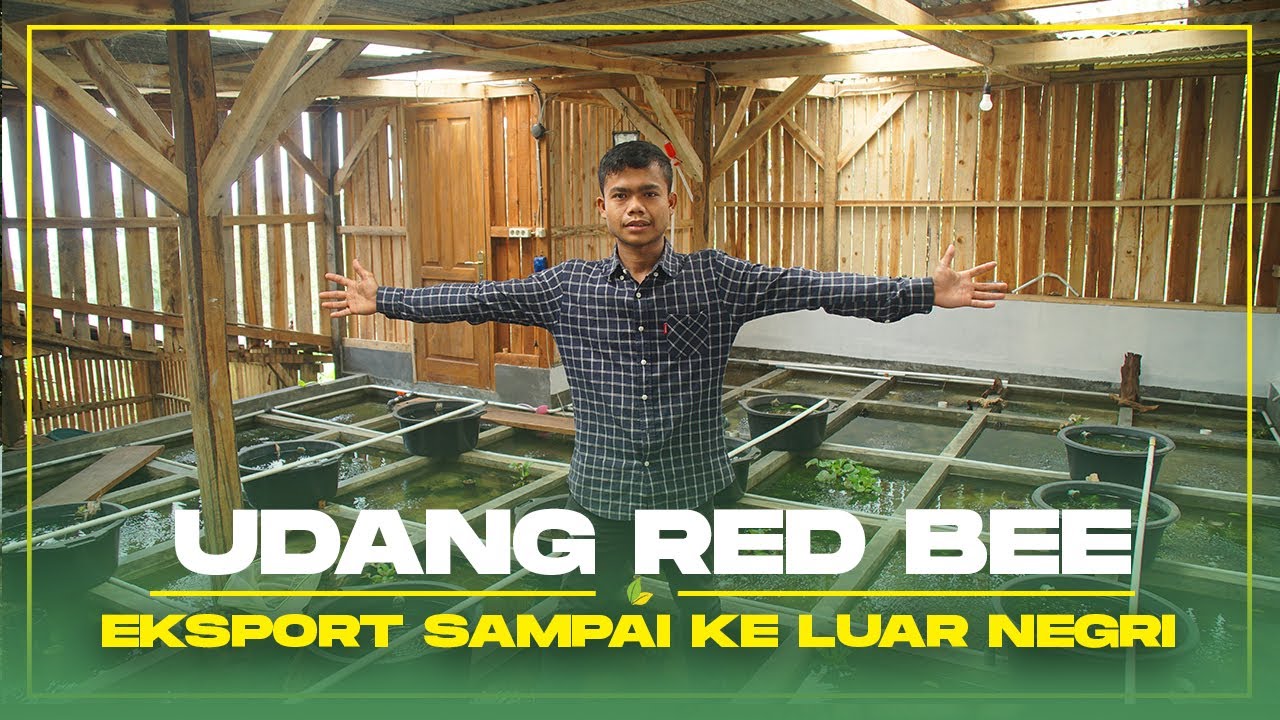 Udang Red Bee Cantik, Bikin Negara Lain Melirik