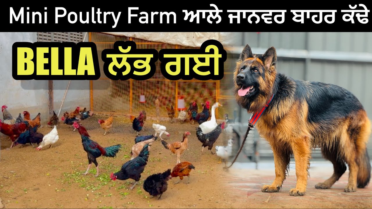 German Shepherd ਕੁੱਤੀ ਲੱਭ ਗਈ 5 ਦਿਨਾਂ ਬਾਅਦ 😳|| Mini Poultry Farm ਆਲੇ ਸਾਰੇ ਜਾਨਵਰ ਬਾਹਰ ਕੱਢੇ  