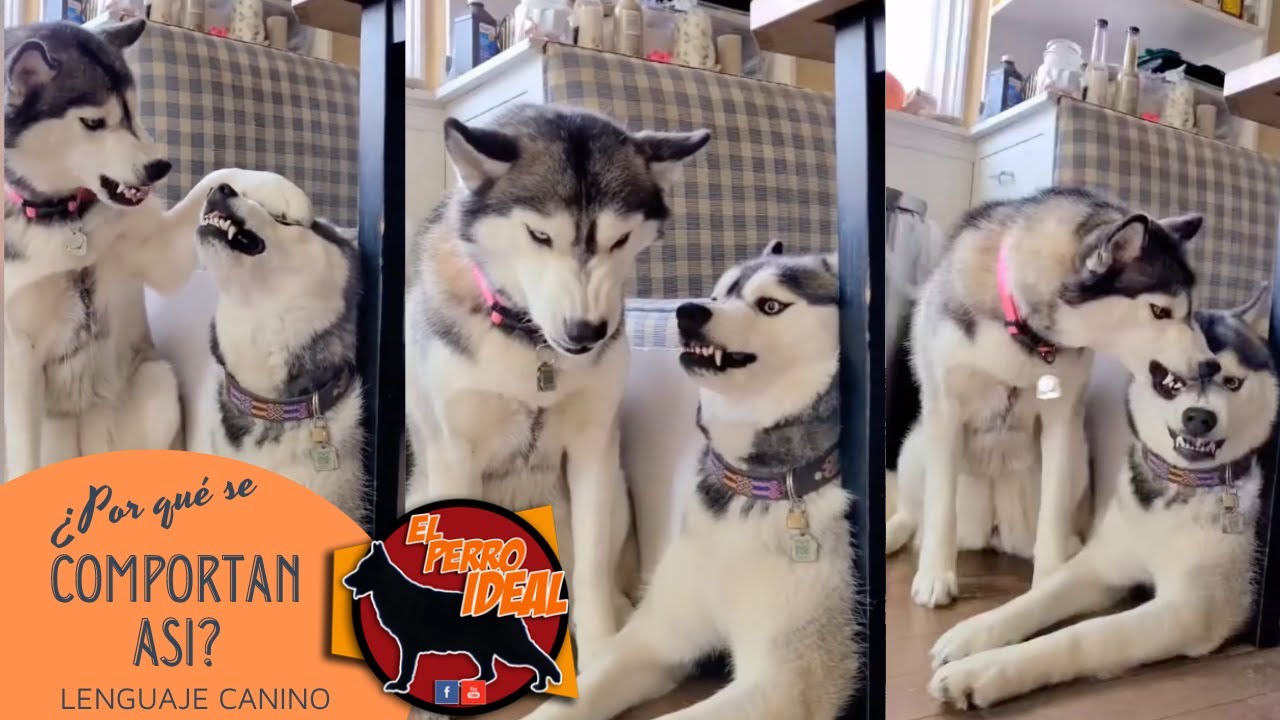 POR QU&Eacute; HACEN ESTO LOS PERROS??  Se&ntilde;ales Ambiguas- Lenguaje Canino