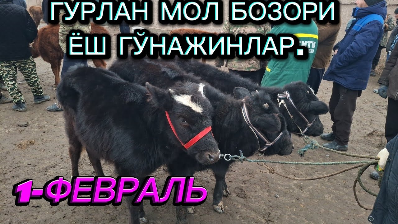 ЁШ ҒЎНАЖИНЛАР 1-ФЕВРАЛЬ НАРХЛАРИ БИЛАН ТАНИШИНГ. ГУРЛАН 