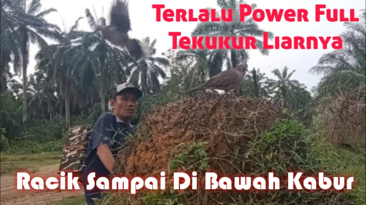 Terlalu Kuat Tenaga Burung Tekukur Yang Satu Ini || Racik Sampai Tercabut Semua Di Buatnya.. 