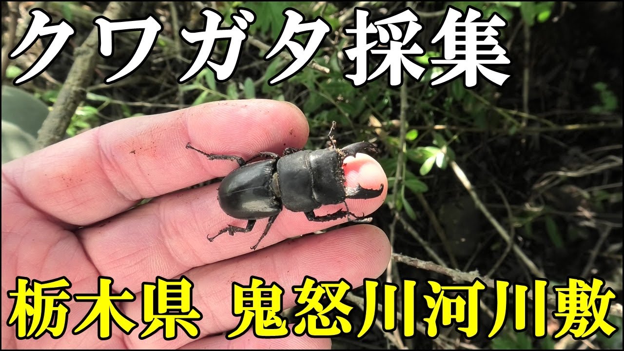 河川敷クワガタ採集 栃木県鬼怒川河川敷