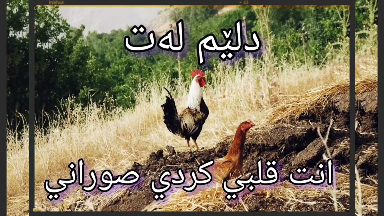 دلێم له‌ت ،  قلبي إلك  ، كردي صوراني ، 