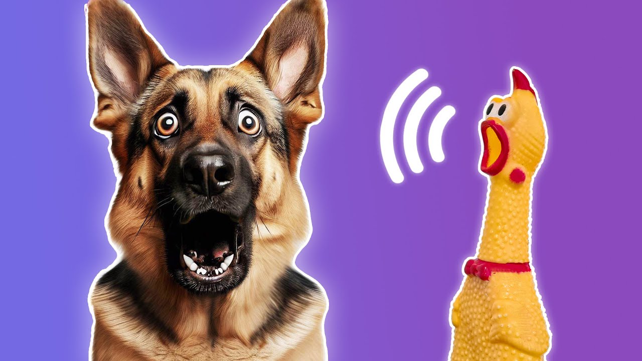 5 Sonido de Juguete de Perro - Sonidos para Perros Reaccionar de Inmediato