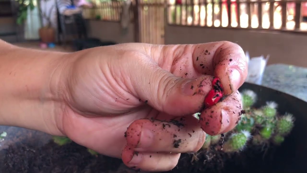 Mudas de cactos feitas por sementes 