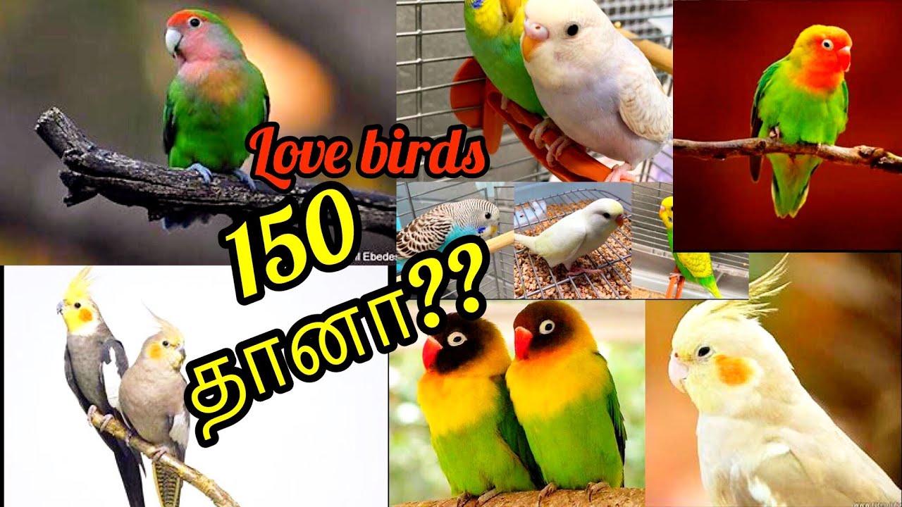 #birds #bird  Cheapest Birds sale in chennai // Cheapest Cage sale// Low price  cage
