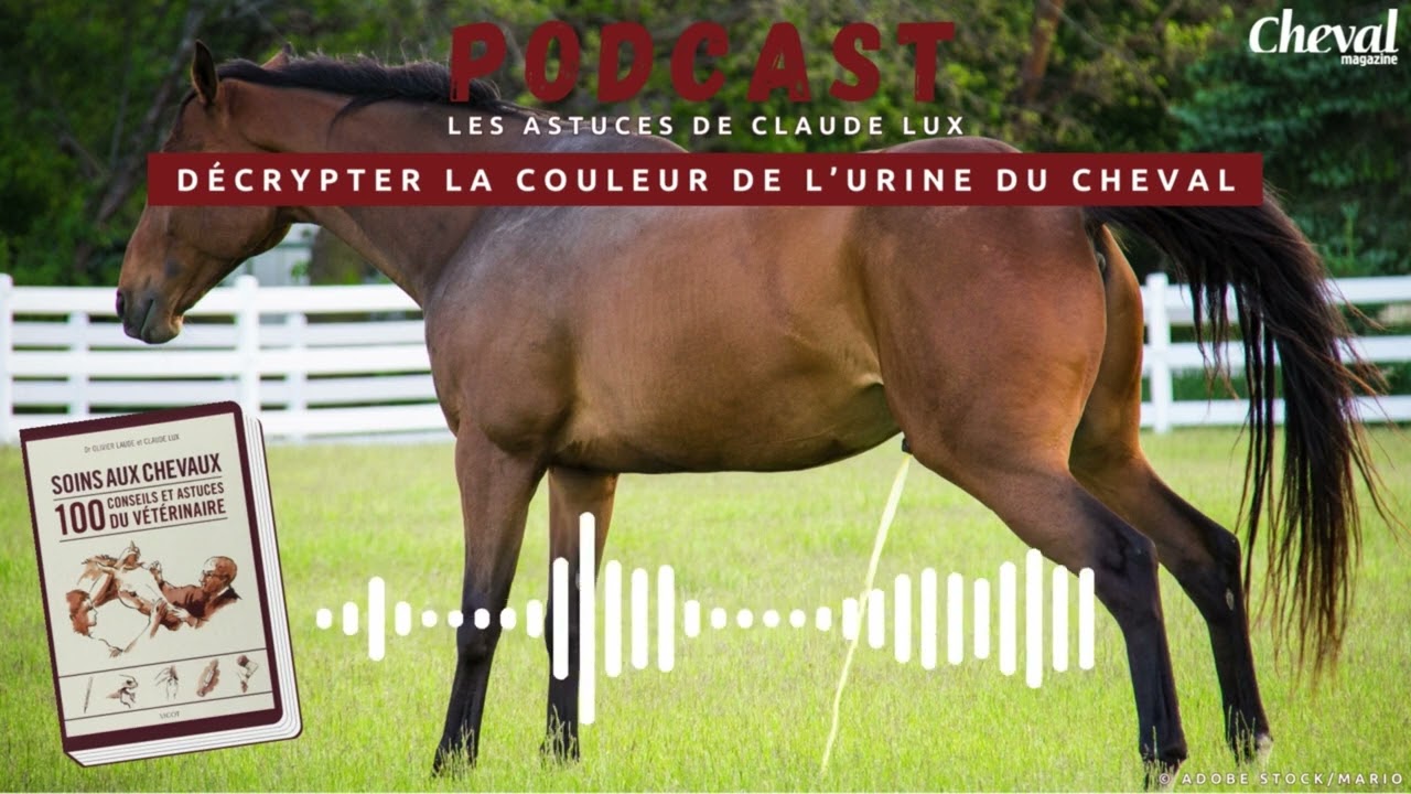 [PODCAST] Les astuces Claude Lux : Décrypter la couleur de l'urine du cheval