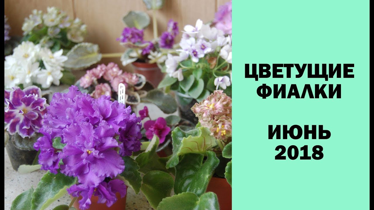 Цветущие фиалки. Июнь 2018