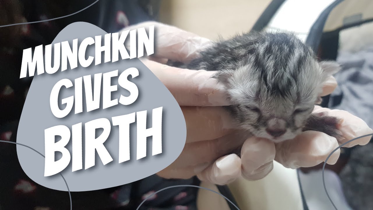 Munchkin Cat Giving Birth for the First Time
