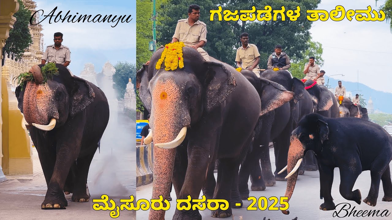 ಮೈಸೂರು ದಸರಾ ಆನೆಗಳ ತಾಲೀಮ್ 2025 Mysuru Dasara Elephants | Jamboo Savaari Rehersal | Bheema | Abhimanyu