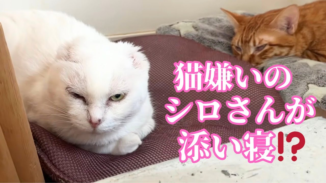 【225しばらく休止します】猫も人も苦手なシロさんが猫と寝た⁈世話人大感動の光景☆