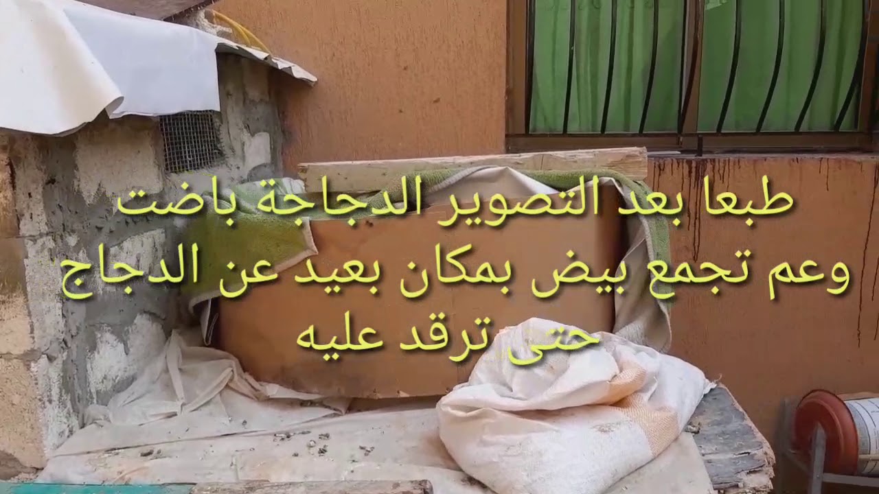 كيف نعرف ان الدجاجة تريد ان ترقد .انظرو ماذا فعلت 👉