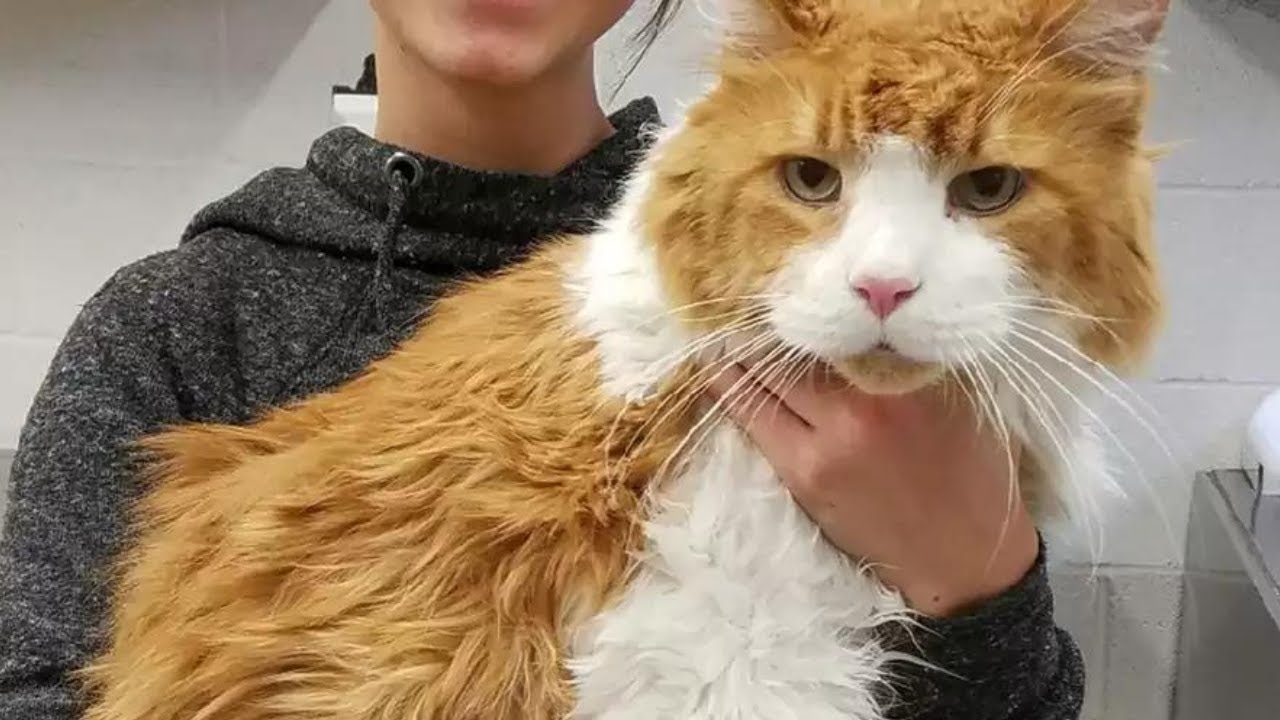 A Massive Cat Abandoned at the Shelter Gets Adopted Within Hours