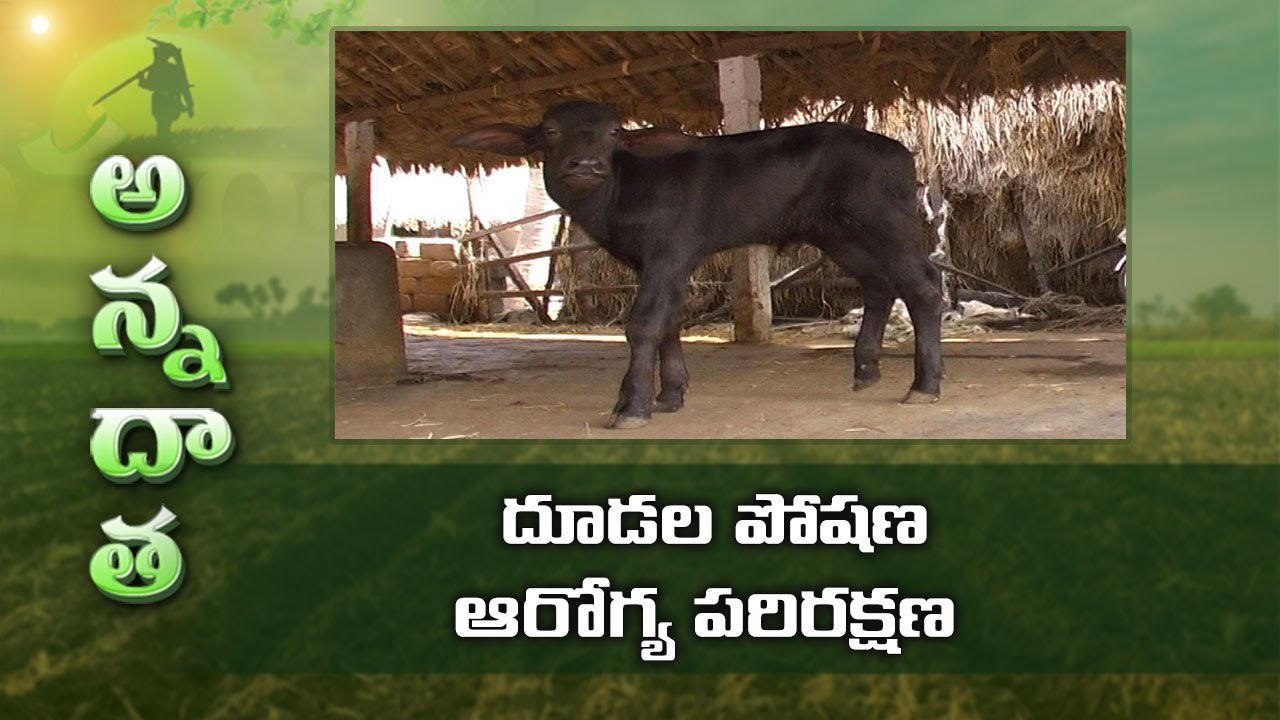 Calf Rearing Practices & Tips to Farmers