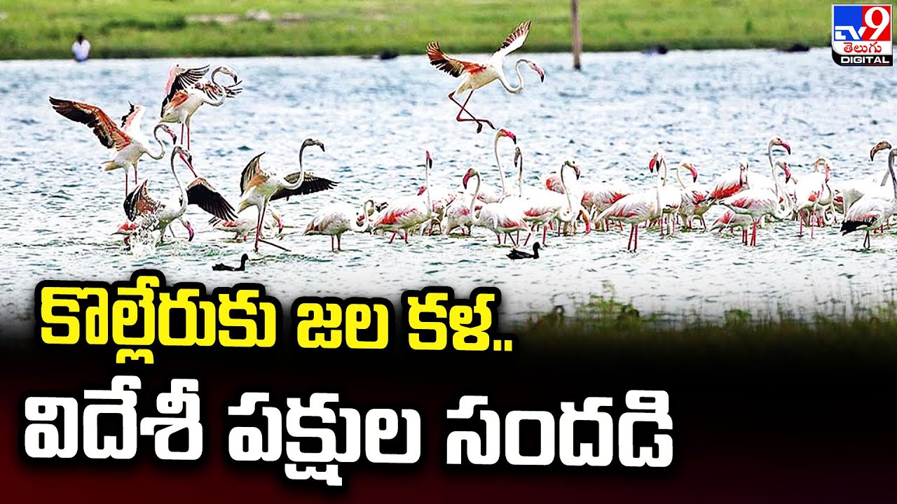 Migratory Birds In Kolleru Lake | కొల్లేరుకు జల కళ.. విదేశీ పక్షుల సందడి - TV9