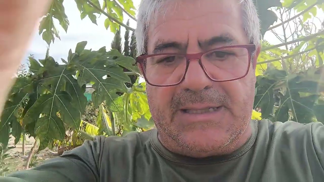 Plantación cultivo y cuidados del Melocotón (Durazno) Parte II