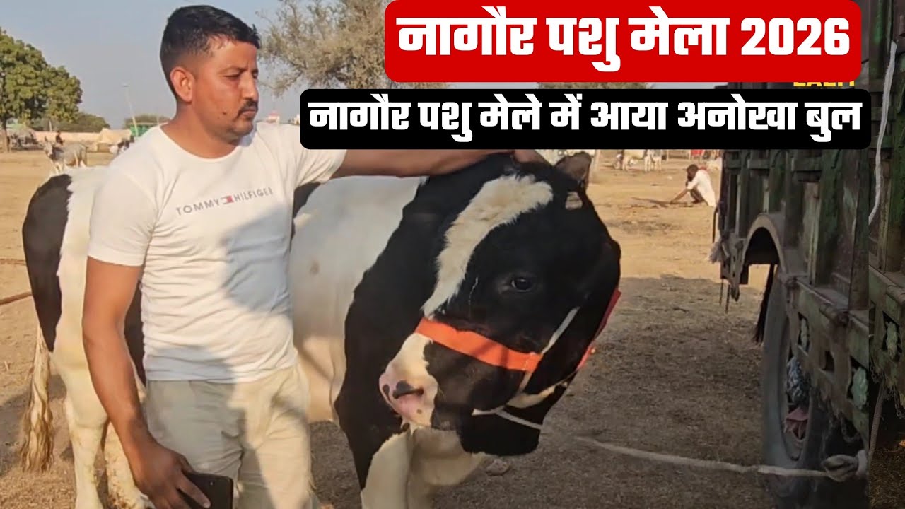 नागौर पशु मेला 2026 में आया अनोखा बुल 