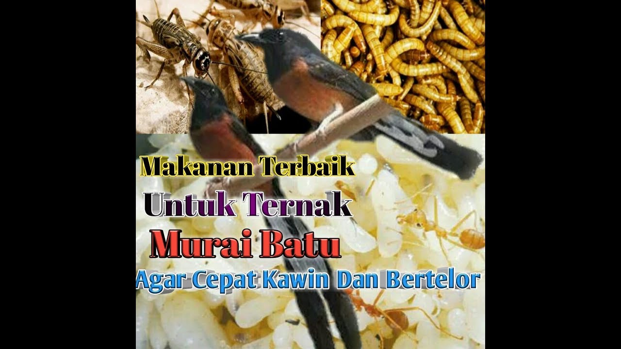Menu makanan ternak murai batu agar cepat kawin dan bertelor