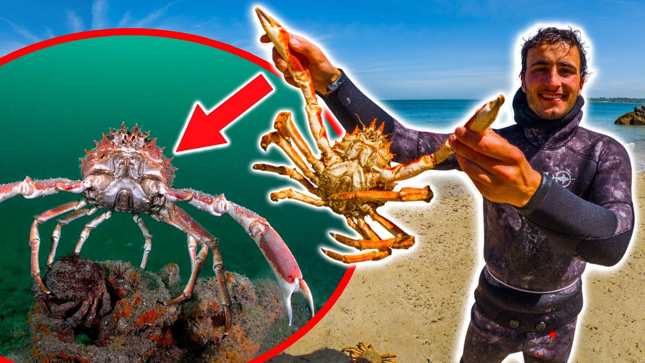 Pêcher et Manger les Araignées de Mer ! [Pêcher-Cuisiner-Manger]