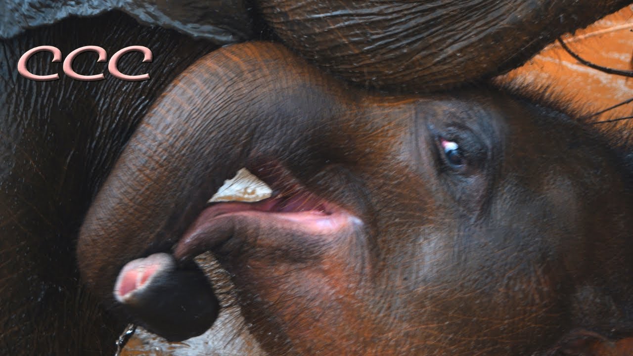 Can Baby Elephants Walk from Birth? (Part Six) These little Ellies Are Too Cute to Believe!