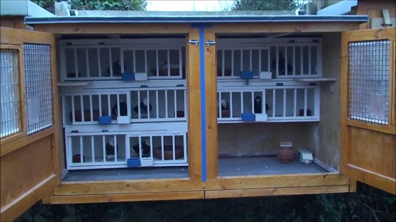 Roller pigeons ; making a breeding kit box.