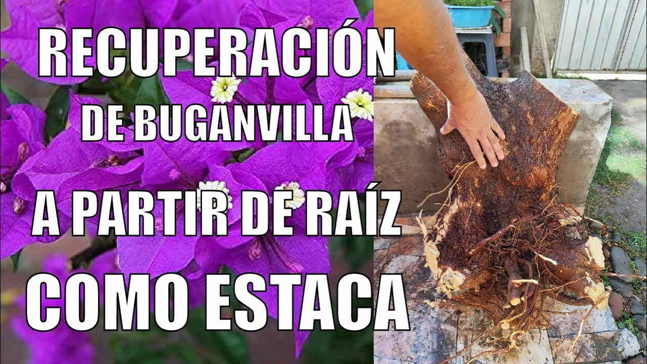 RECUPERACIÓN DE BUGANVILLA A PARTIR DE RAÍZ COMO ESTACA EN BIDÓN MÁGICO - Futuro trabajo de BONSAI