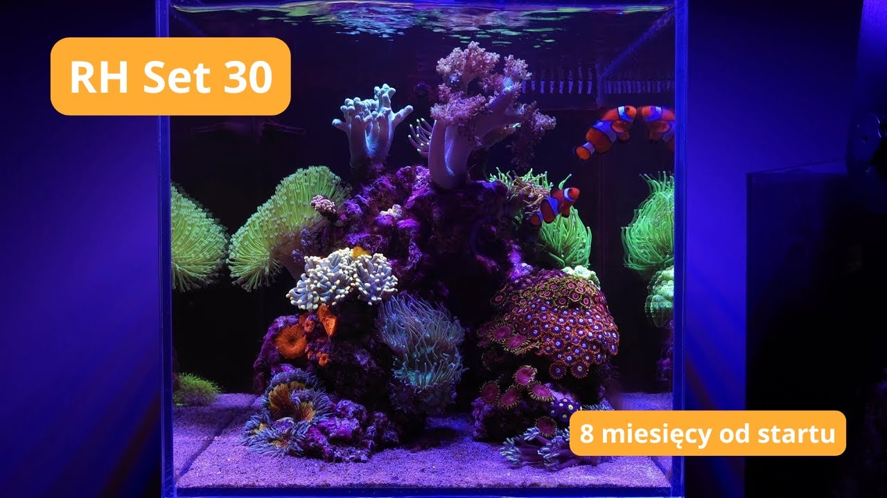 ReefHouse Set 30 po 8-miu miesiącach🌊 Akwarium morskie dla początkujących #7