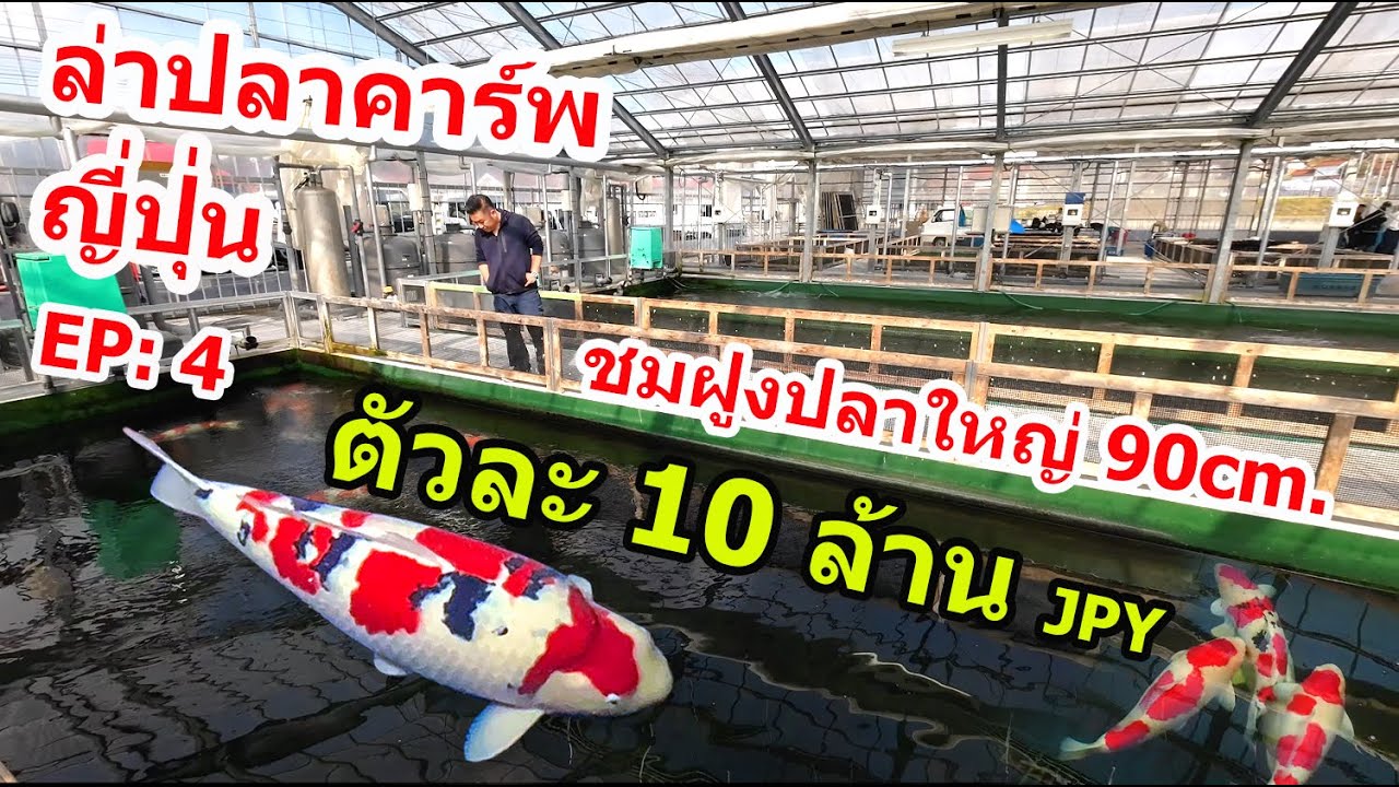 ปลาคาร์พตัวละ 10ล้าน เยน ดูปลาใหญ่บ้านเจ้าของฟาร์ม Sakai fish farm ล่าปลาคาร์พญี่ปุ่น EP:4