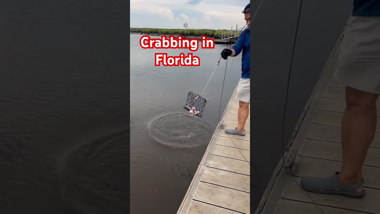 Crabbing in Florida #floridacrabbing #crabbing #marylandbluecrabs #crabs #bluecrabs