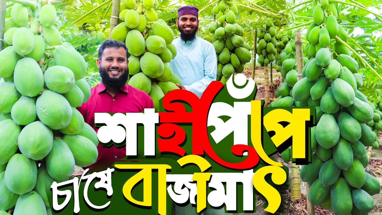 শাহী পেঁপে চাষে বাজিমাৎ করছে মুহাইমেন- খরচ কত? কেমন লাভজনক? পেঁপে চাষ পদ্ধতি | Papaya Farming A to Z