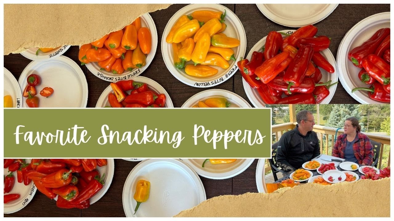 Snacking Pepper Taste Trial 2024 Results!