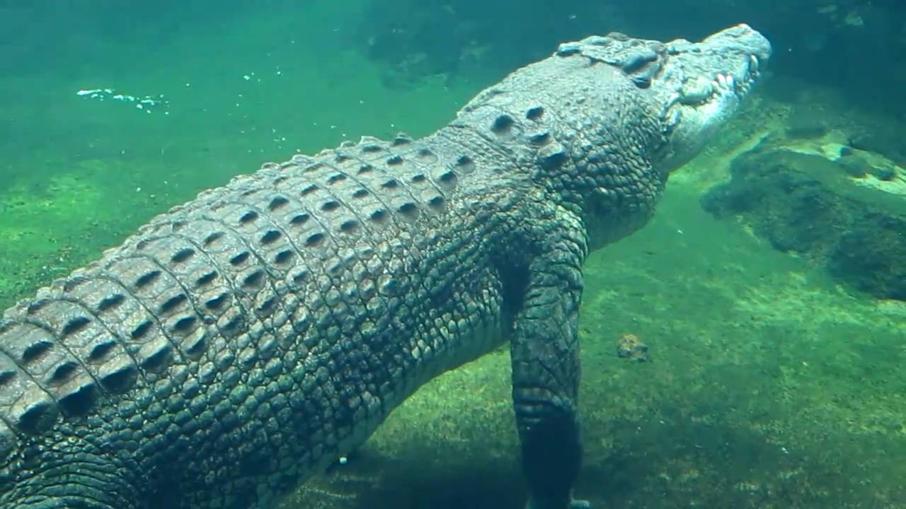 Crocodile Rex at Sydney Aquarium