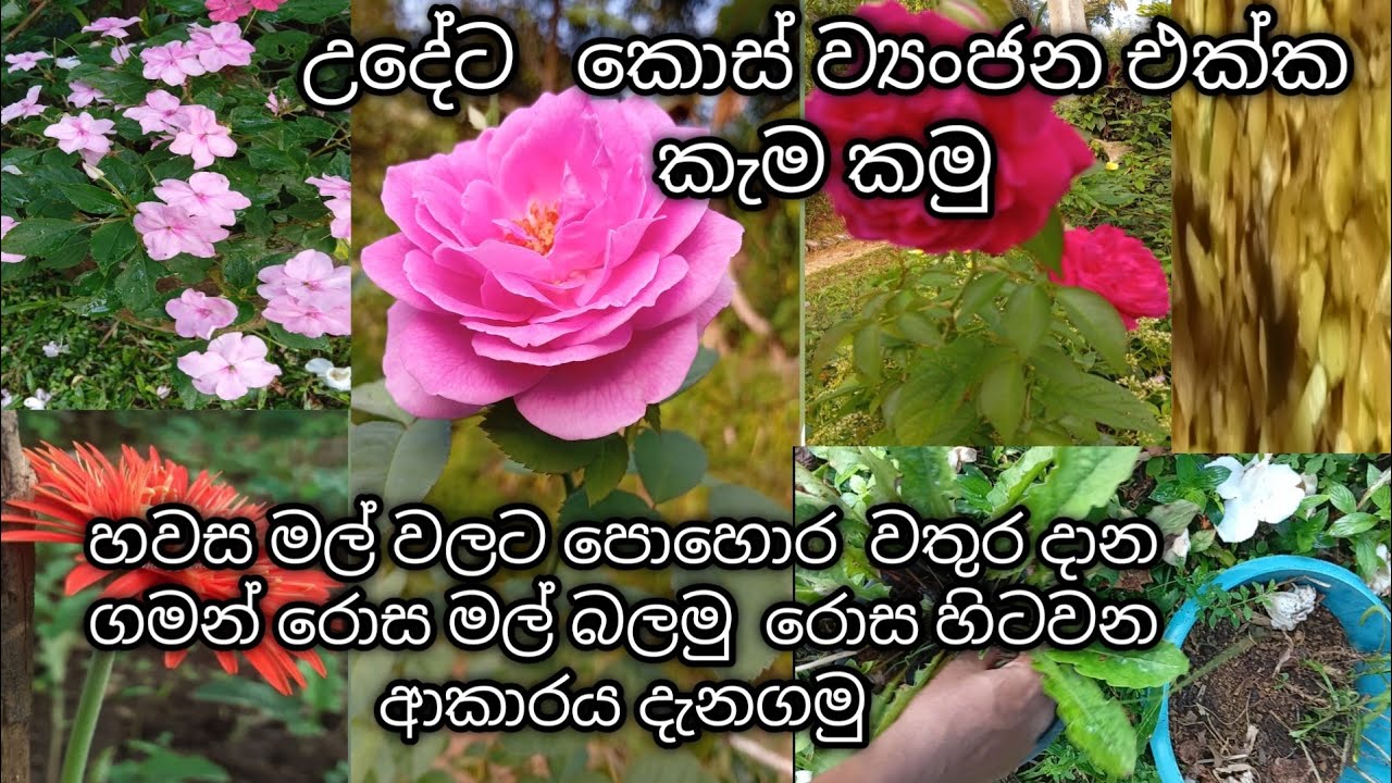 මල් වලට වතුර පොහොර දාන ගමන් රොස මල් බලමු රොස පැල සිටවන ආකාරය දැන ගමු