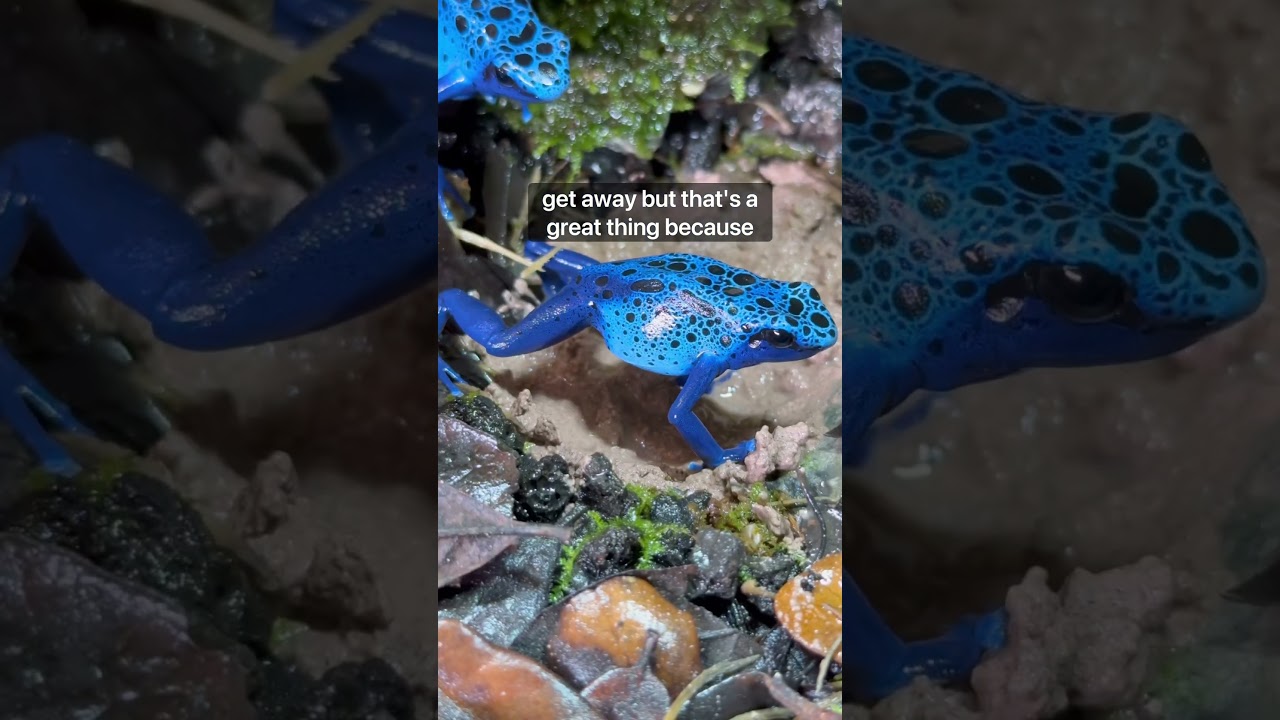 Poison Dart Frog Mineral Bath! #youtubeshort #fyp #terrarium