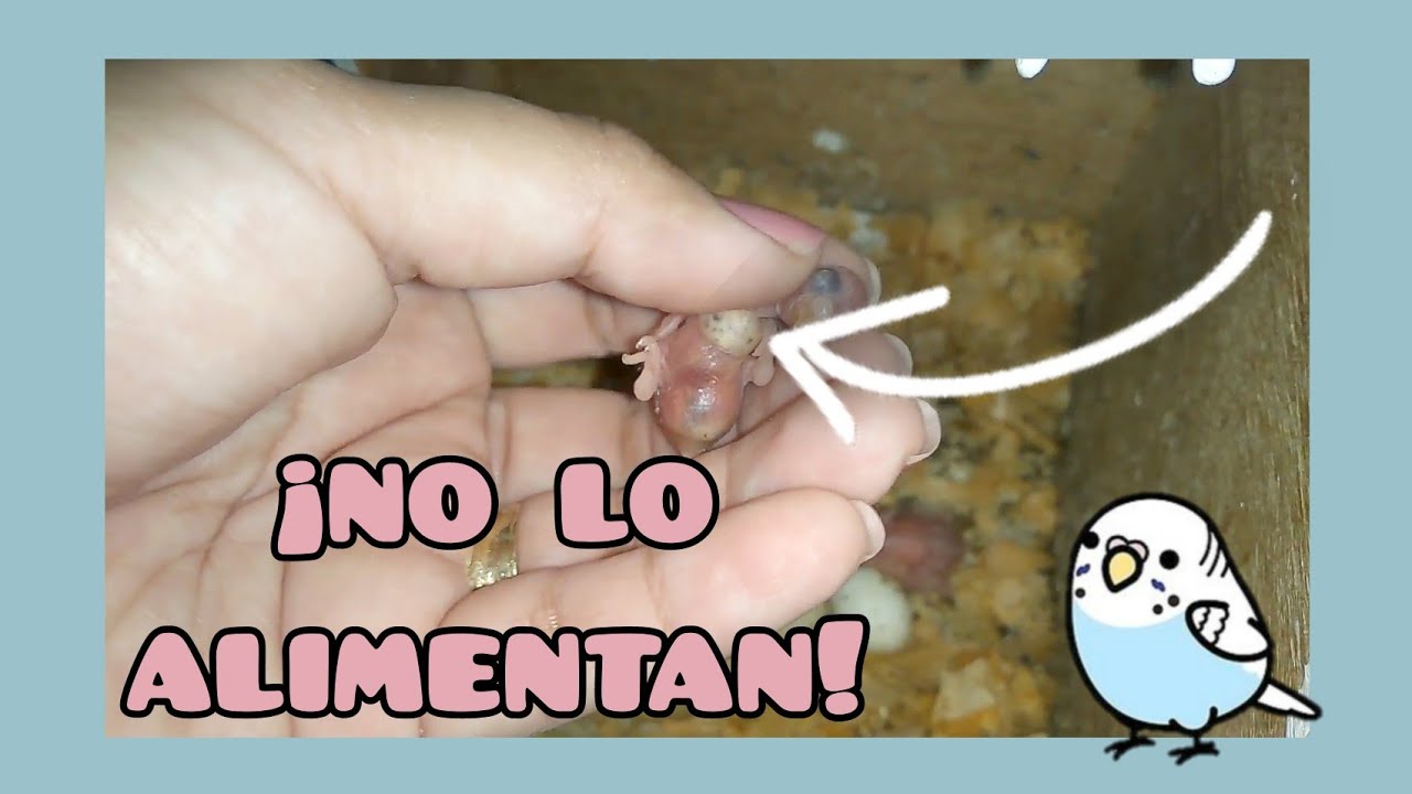 ¿Que hacer cuando no alimentan a las crías? 😱 | Periquitos Australianos